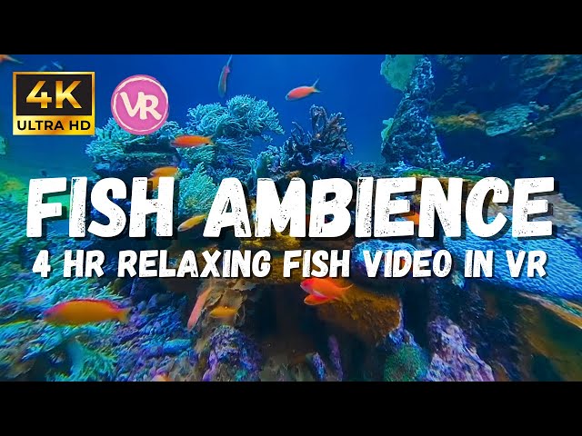 4K Tranquil Aquarium Views with underwater sounds, fish tank asmr