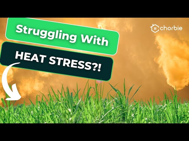 How to Deal with Heat Stress in a North Texas Lawn