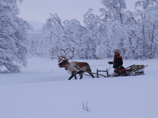 Reindeer Sledding - Aurora holiday, 360, Virtual tour, Abisko, Sweden - Lights over Lapland AB