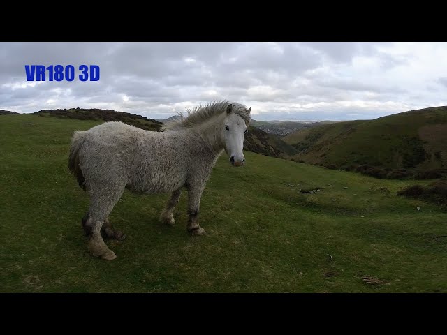 VR180 3D WILD PONIES OF THE LONG MYND SHROPSHIRE HILLS CHURCH STRETTON