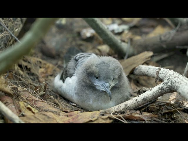 ‘Ua‘u kani (Wedged-tailed shearwater) Fledgling