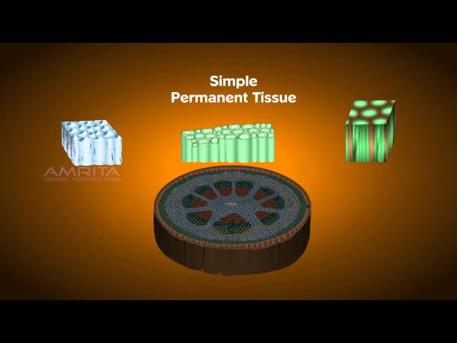 Plant Tissues - Class 9 Tutorial