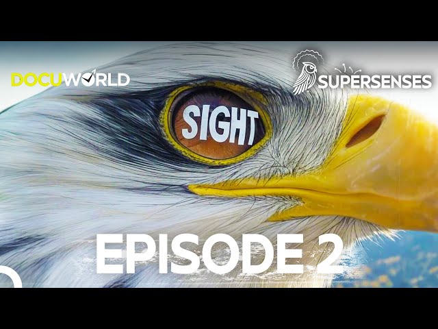 From the Skies to the Shadows: How Animals See the World? | Super Senses Episode 2: Sight