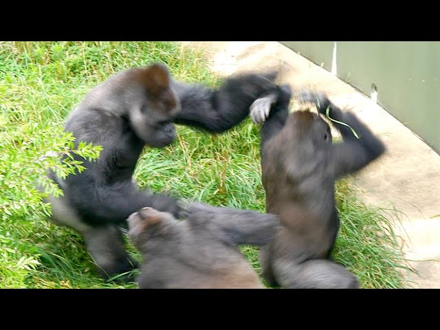 Huge Male Gorilla Slaps His Son's Back So Hard! | The Shabani Group | Silverback