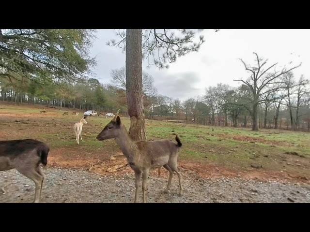 Georgia Wild Animal Safari 2019-12-28 11:03:44