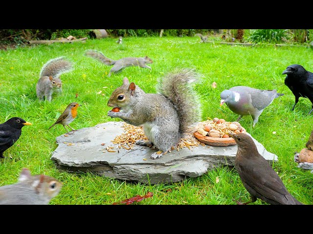 Cat TV NO ADS 🕊️ Birds & Squirrels Eat on a Garden Rock 🐿️ Cat sensory videos 4K HDR