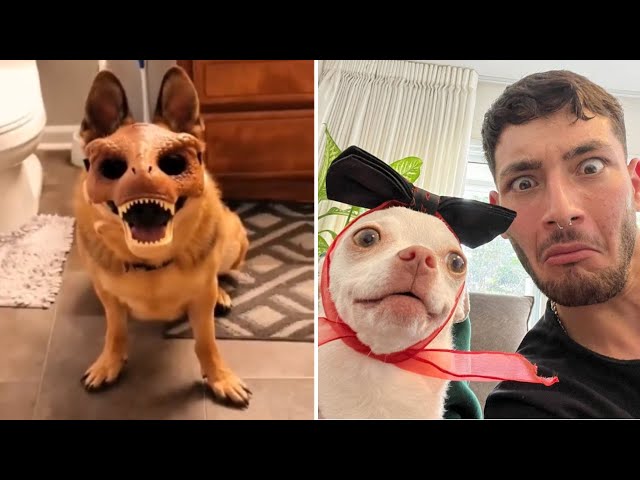 Funniest Cats And Dogs  Best Funny Animal Videos 🤣😂#4