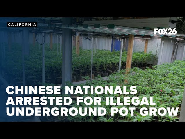 Chinese nationals arrested after massive underground pot farm busted in Kern County