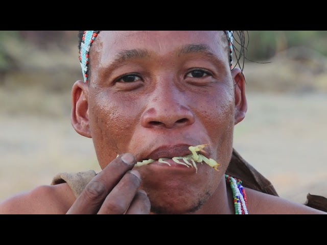 Bushmen guide puts scorpion in his mouth