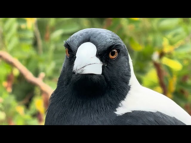 Australian Magpie Call and Morning Singing - No Better SOUND!