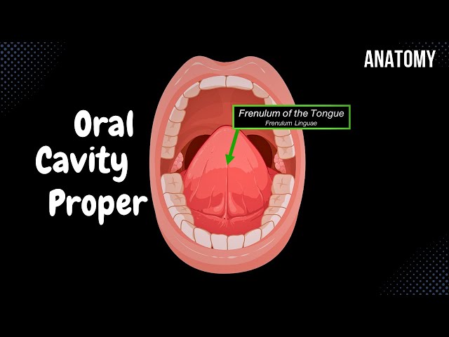 Oral Cavity Proper (Palate & Tongue) - Oral Cavity Anatomy