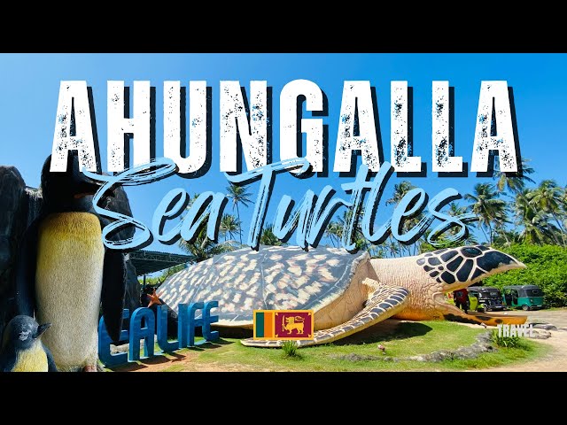 Ahungalla Turtle Conservation Center | Protecting Sri Lanka’s Marine Life