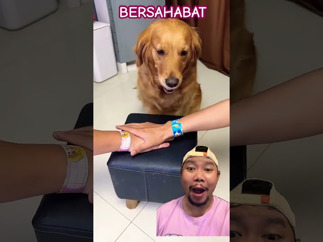 BERSAHABAT ITU INDAH!!!!?? #pets #funny #cute #animals #comedy