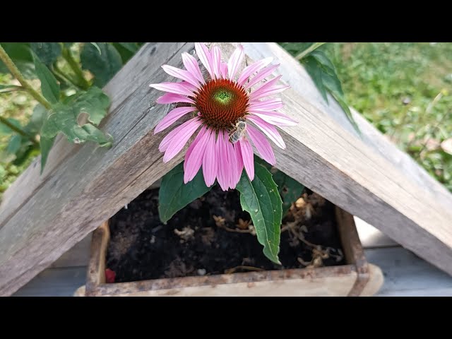 kurzer Gartenrundgang am 22.7.24...es wird schon herbstlich 💕