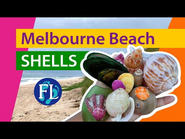 Melbourne Beach #shelling HUGE Pear Whelk! Shell hunting beach walk 🐚