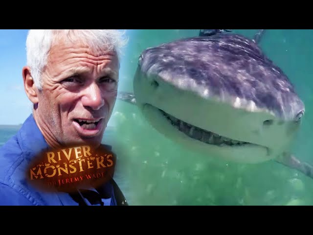 Jeremy Battles A Lemon Shark! | SHARK | River Monsters