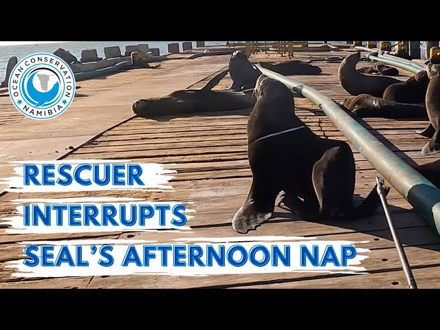 Rescuer Interrupts Seal’s Afternoon Nap