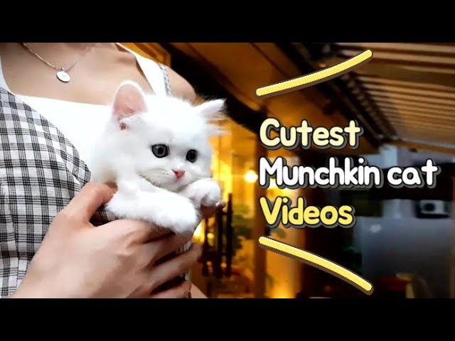 Cute munchkincat baby kittens play Videos