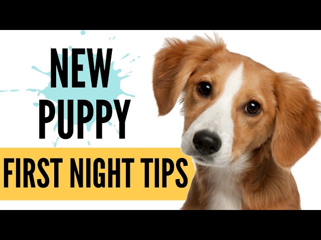 First Night with NEW PUPPY! How to Survive Your First Day Home - New Puppy Tips