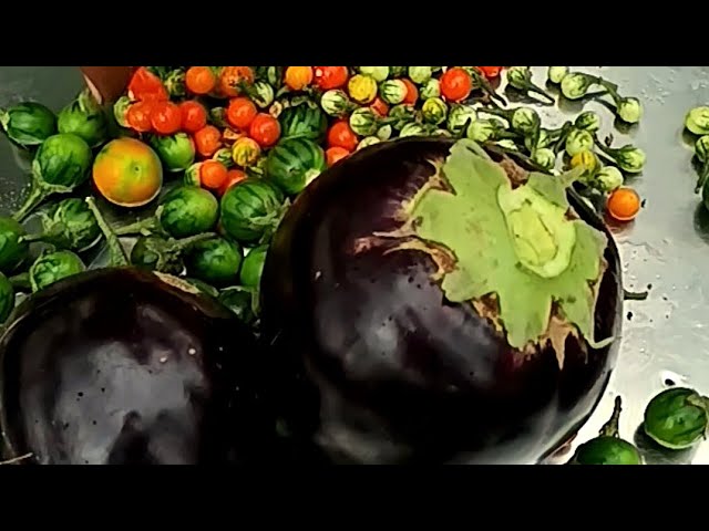 How We Harvest & Cook Organic Eggplant, Bitterberries,Greens,Matooke,Omena,Okra &Tilapia Fish🍆#viral