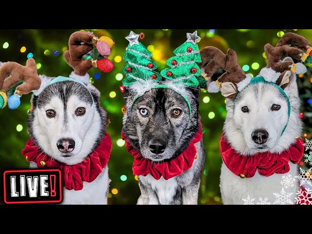 My Dogs Open Gifts LIVE! Over 500 Cards!  Annual Christmas Card Exchange