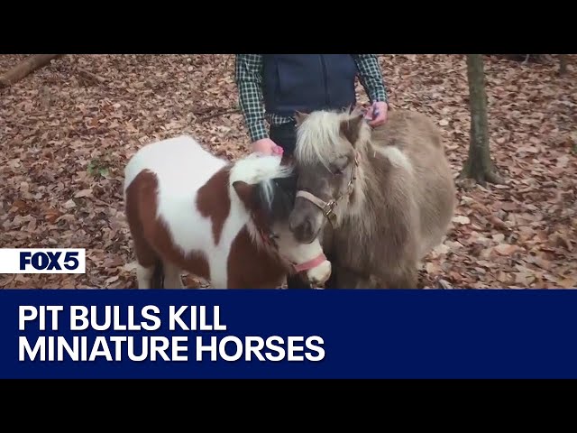 Pit bulls kill miniature horses in Charles County | FOX 5 DC