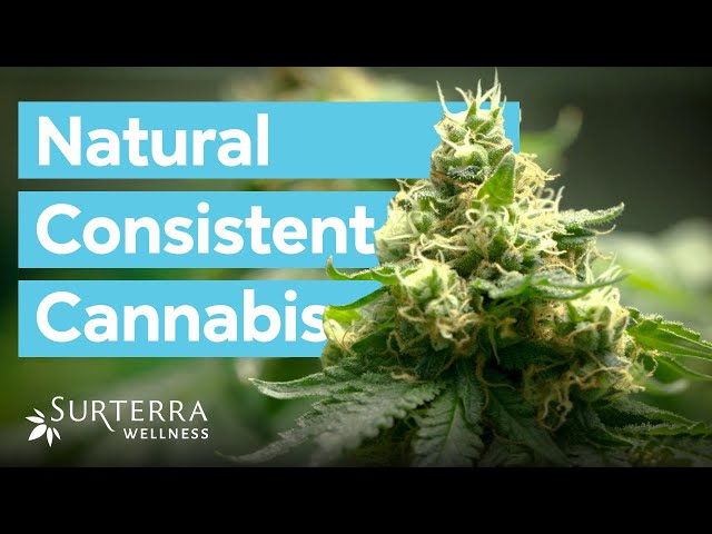 [Cannabis Brand] Surterra Wellness—Empowering People to Live Well