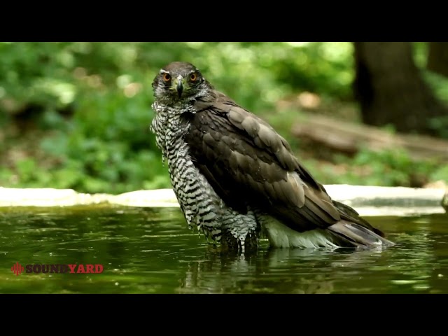 Amazing Northern Goshawk: Stunning Footages and Unique Calls