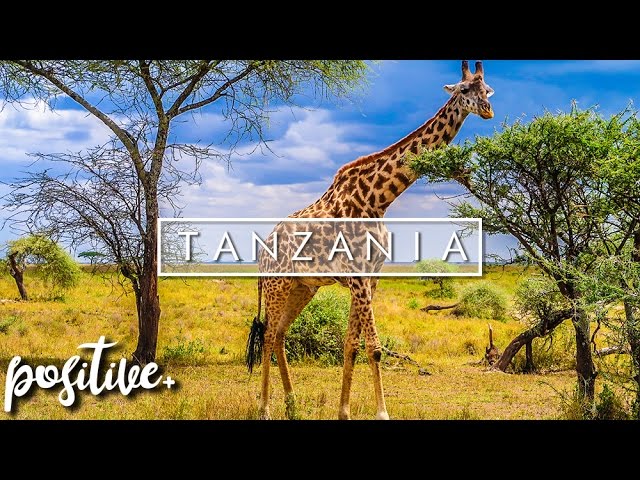 MY VISIT TO TANZANIA (Serengeti & Zanzibar) | Dave Cad