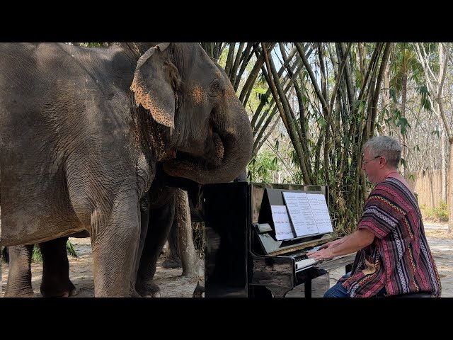 Elephants Sing to Beethoven