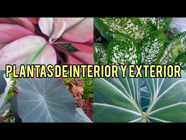 🌿🍃INCREÍBLES PLANTAS DE INTERIOR🍂