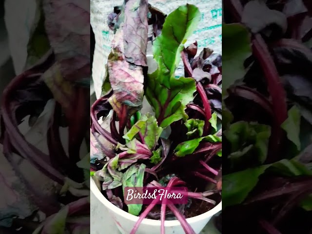 Beetroot Plant🪴 | indoor plants | houseplants | #nature #plants #shorts#ytshorts#trending #aesthetic