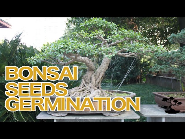 About Bonsai Tree Seeds & Bonsai Seeds Germination Instructions