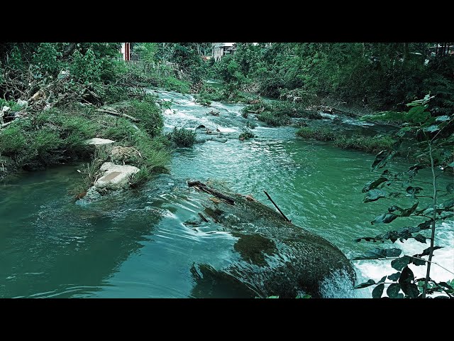 PEACEFUL FOREST: Natural Stream, Gentle Wind & Babbling Brook for Calm & Sleep