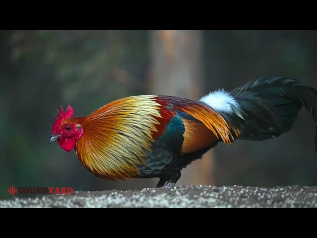 Wild Red Jungle Fowl Feeding on Grains | Natural Bird Behavior