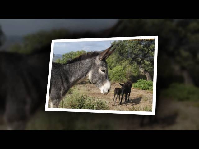 Audiovisual de Diciembre 2012 - AFOB (Los Barrios - Cádiz)