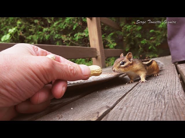 #EasternChipmunk, feed him # 2