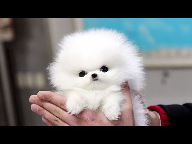 Cute Pomeranian Puppies Videos Compilation #2 | Cutest and Funny Dogs