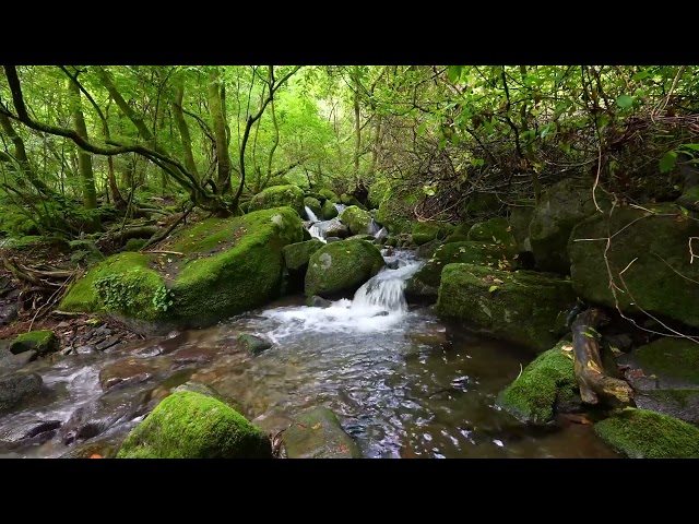 Healing Sounds played by Forest / Birds Chirping / Babbling Brook