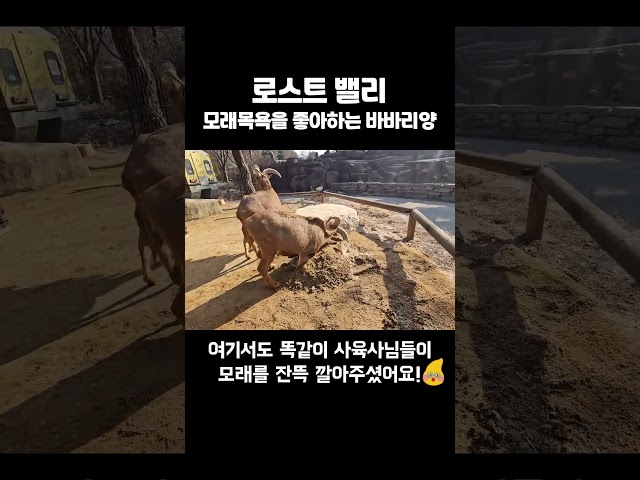 에버랜드 주토피아 소식 (겨울 인리치먼트편)