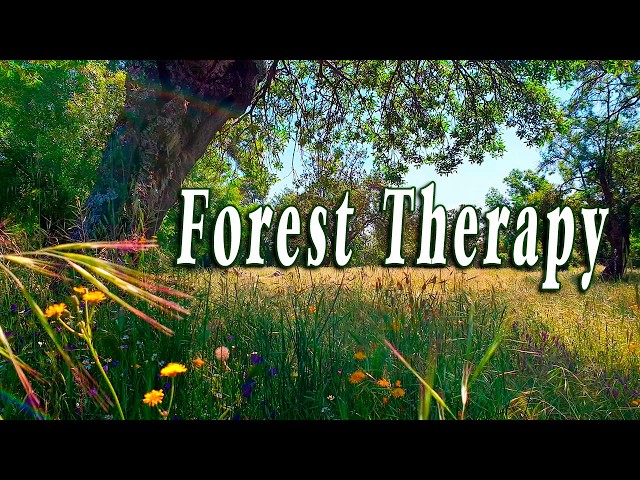 Healing Frequency Forest Therapy 🌳🌞 Begin Your Day with POSITIVE MORNING VIBRATIONS 🌳 Nature Sounds