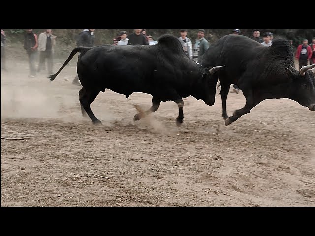 BYRIONG U BLO 🆚 JWAT U RON | PYpyroiROI | IADAW MASI TODAY 06/01/2025