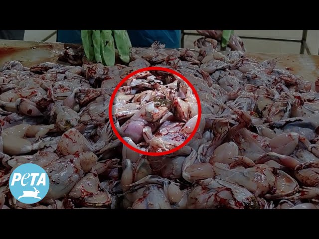 Skinned Alive: Frogs’ Legs Industry Exposed in Unforgettable Undercover Footage