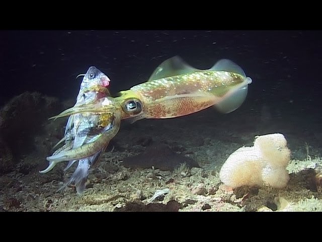 Night Dive - Reef Life of the Andaman - Part 26