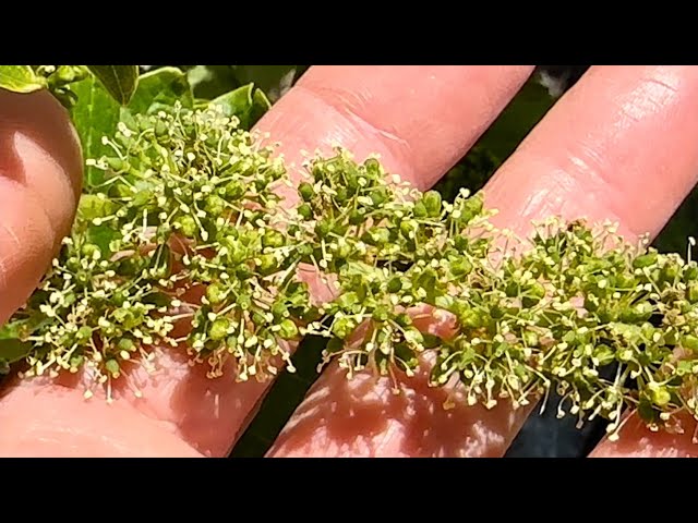 Inflorescence in Flower! Wk8 The Vineyard Cycle WSET3 (23MAY24)