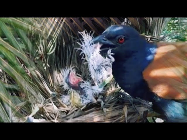 SECONDS THIS BABY BIRD WAS TAKEN AWAY FROM THE NEST