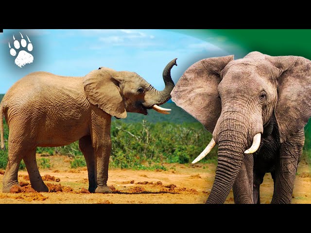 COEXISTENCE in the SAVANNA: The Rules of Animal Neighborhood 🦁🍖 - Animal Documentary - AMP