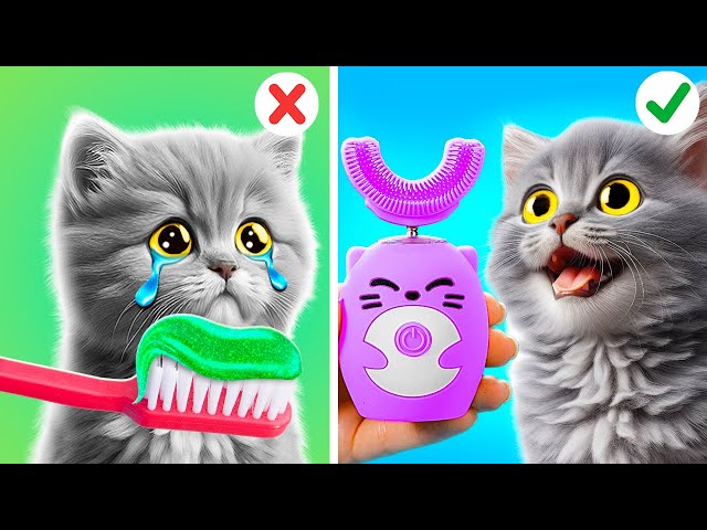 🐾 Saving a Cat From Dental Drama! | Awesome Pet Crafts, Fidgets & Hacks by Meow-some! 🦷✨