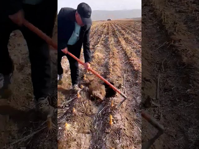 Farmer is trying to digging corn roots