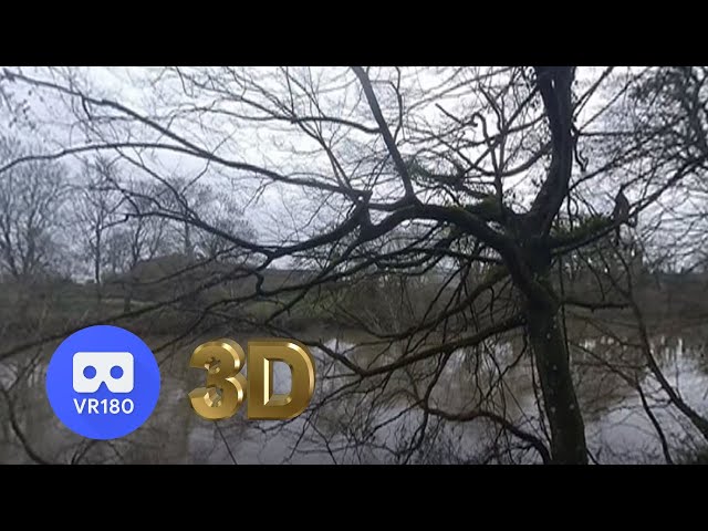 VR180 3D - NATURE 3D   La forêt au jour le jour   26 décembre 2022 - Insta360 EVO